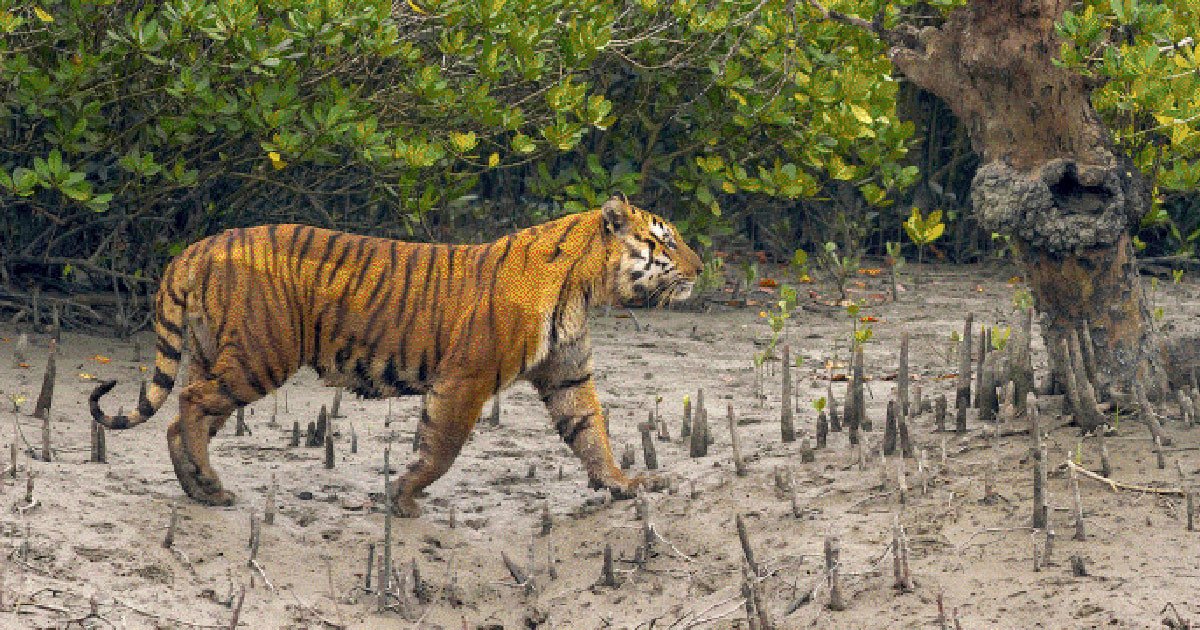 সুন্দরবনে এক দশকে বেড়েছে ১৯ বাঘ, সংখ্যা দাঁড়িয়েছে ১২৫-এ