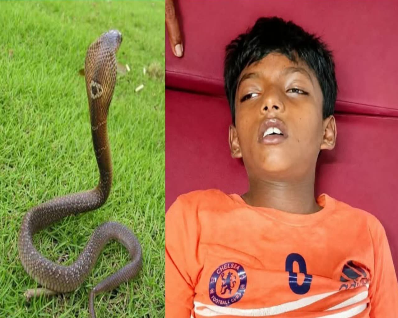 কসবায় মাছ ধরতে গিয়ে সাপের কামড়ে ৭ বছরের শিশুর মর্মান্তিক মৃত্যু