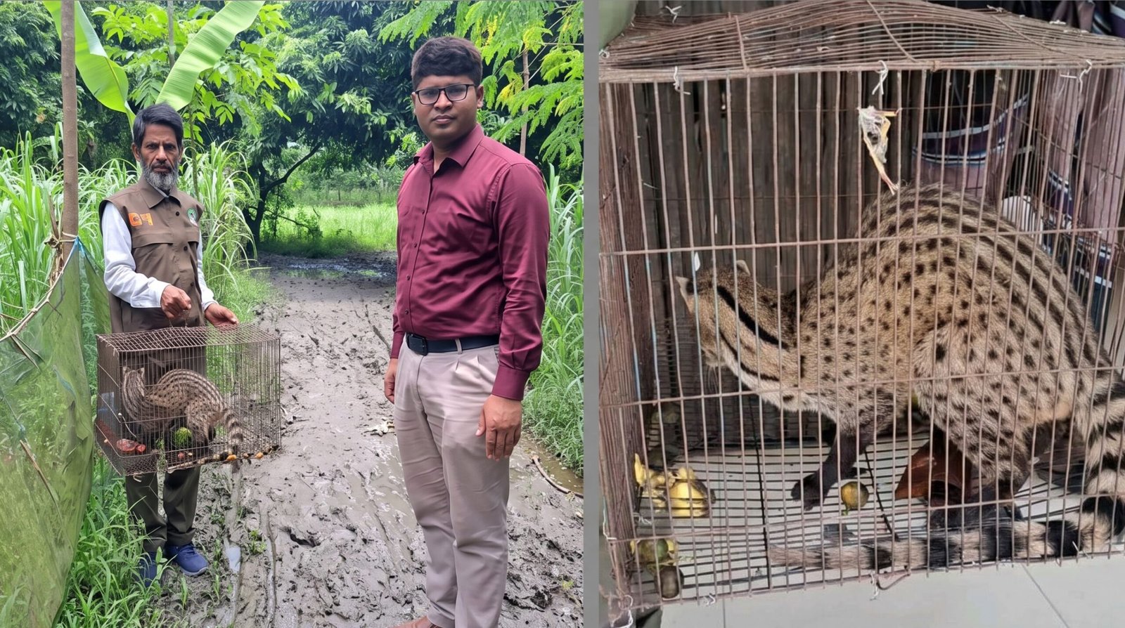 পাবনার চাটমোহরে বিরল প্রজাতির বন্য গন্ধগোকুল উদ্ধার