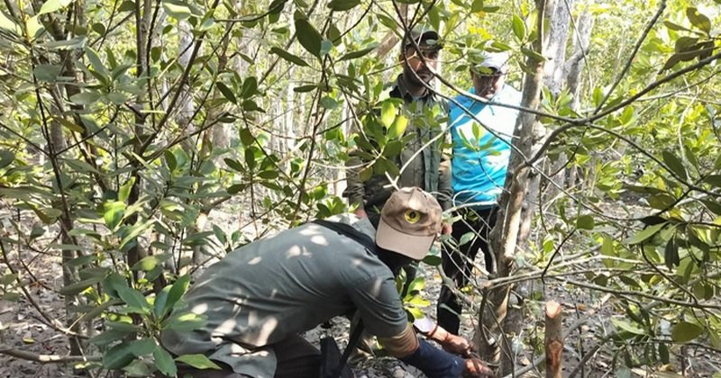 সুন্দরবনে হরিণ শিকার ও বিষ দিয়ে মাছ ধরা উল্লেখযোগ্য হারে কমেছে