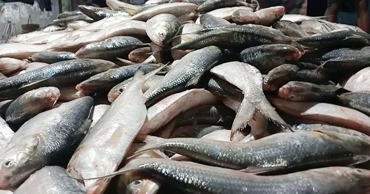 এক টানেই ধরা পড়লো ২ হাজারের বেশি ইলিশ