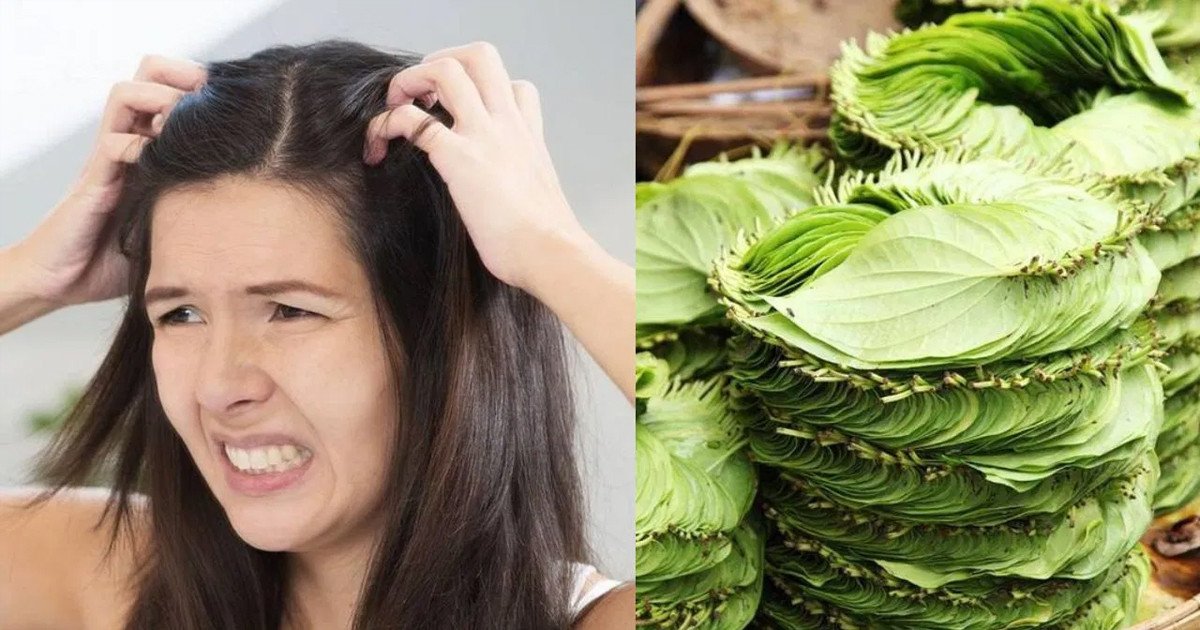 চুল পড়া বন্ধ করে নতুন চুল গজাবে পান পাতা