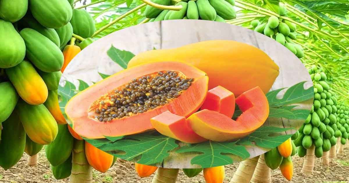 পেঁপে পুষ্টিকর হলেও কাদের জন্য ক্ষতিকর হতে পারে? জেনে নিন