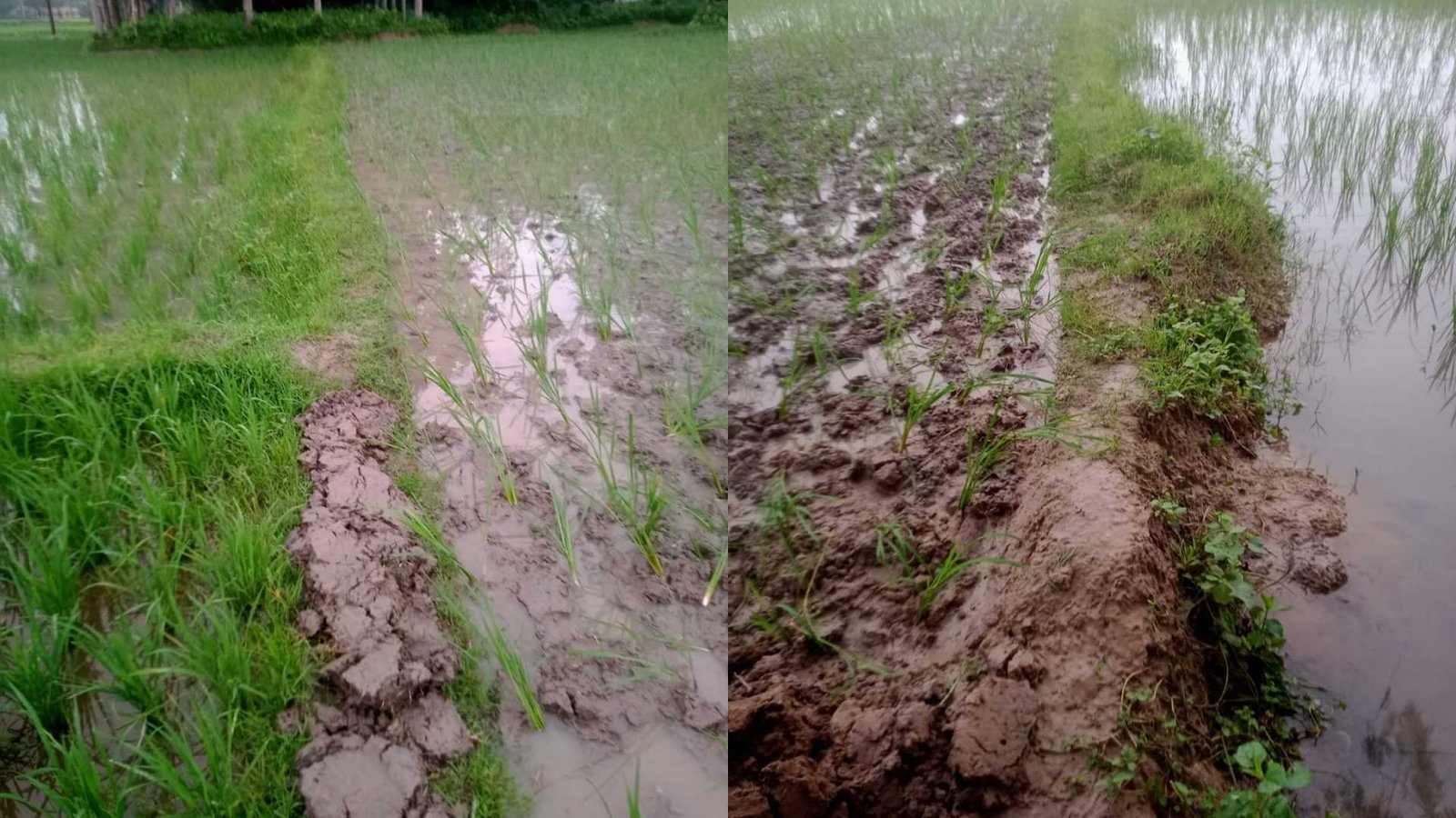 জমি দখল ও ধান নষ্টের অভিযোগে রুহিয়া থানায় লিখিত অভিযোগ