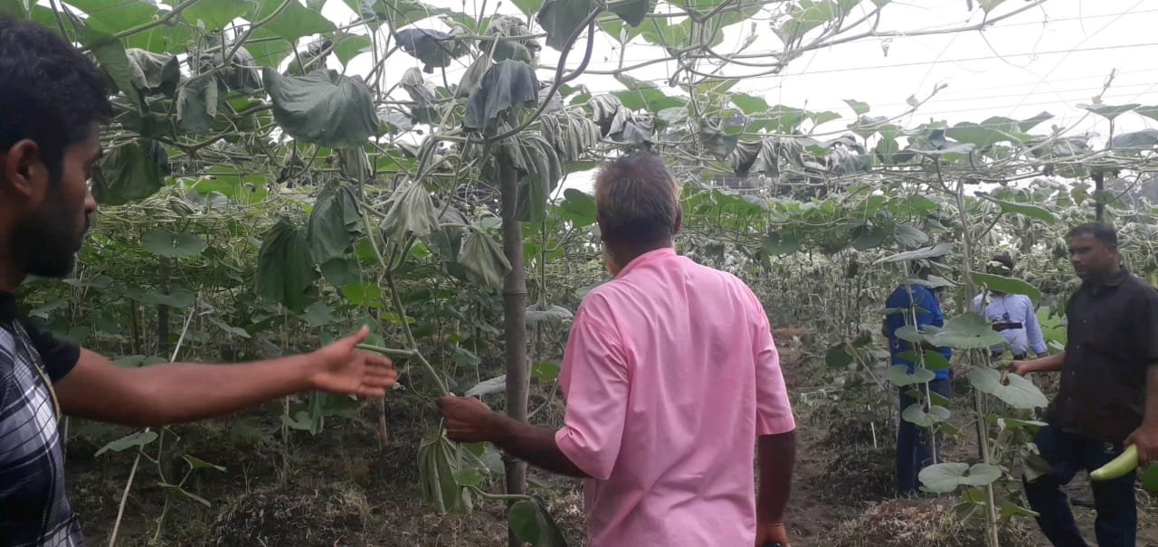 রুহিয়ায় জমি বিরোধের জেরে কৃষকের লাউবাগান ধ্বংস, এলাকায় তোলপাড়