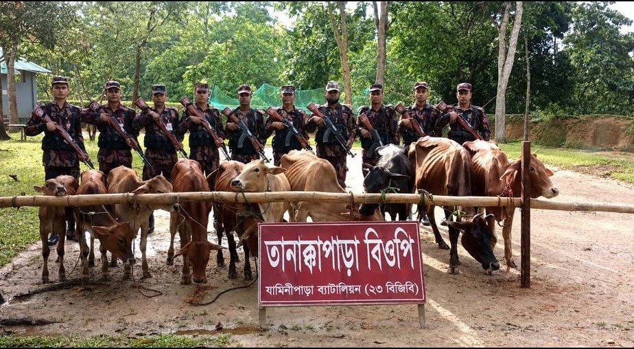 খাগড়াছড়িতে বিজিবি’র অভিযানে ভারতীয় গরু আটক