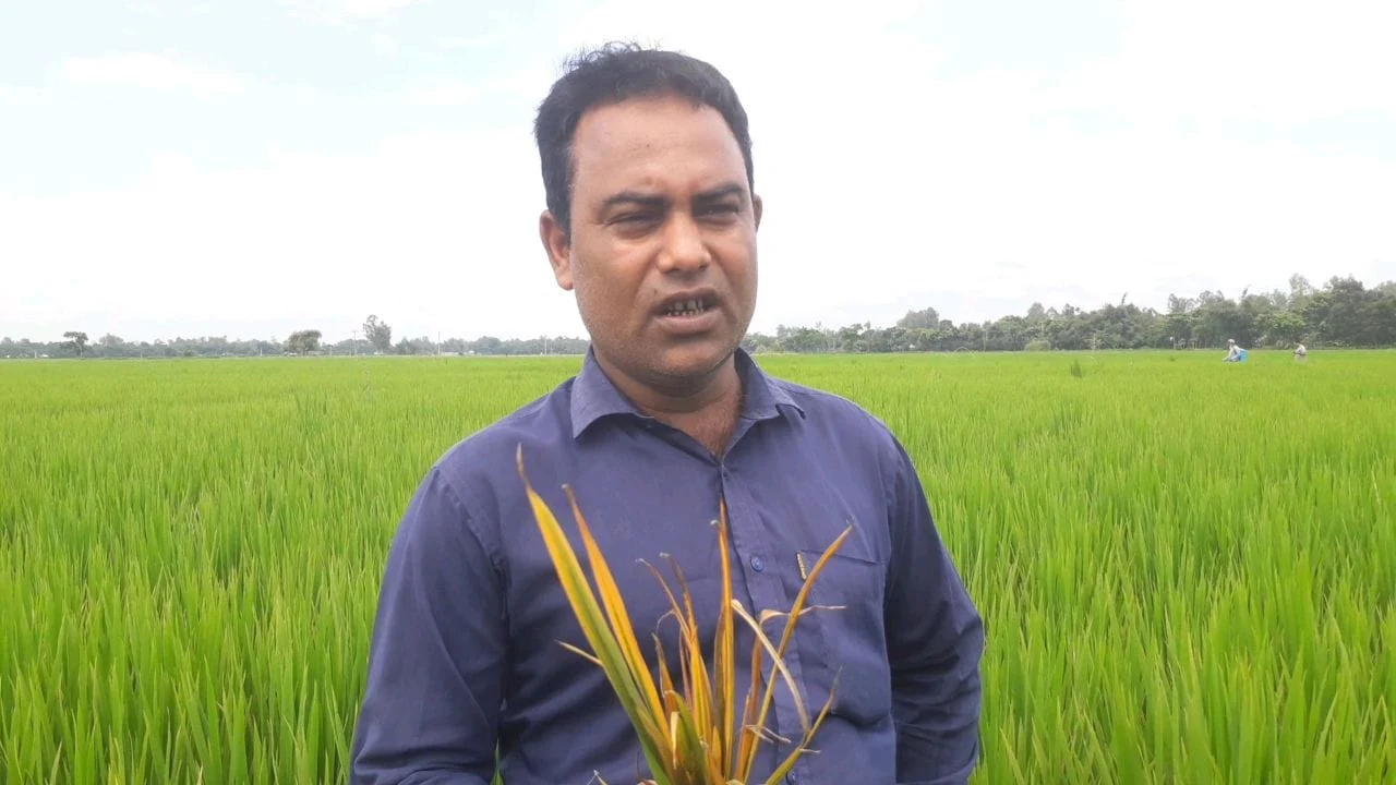 ধানক্ষেত হলুদ হওয়া নিয়ে কৃষকের মাথায় হাত