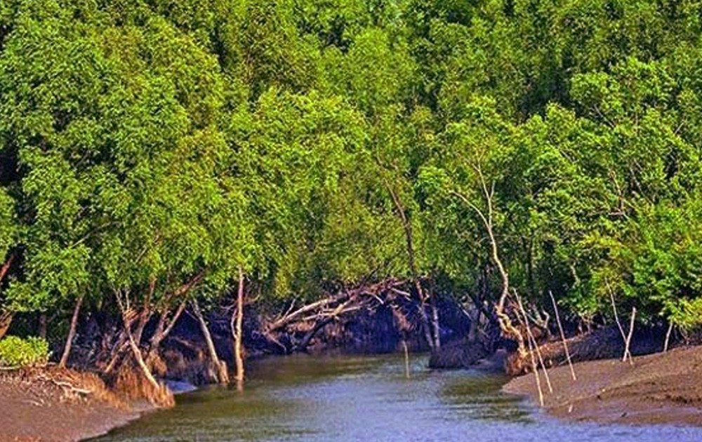 সুন্দরবনের ৪ বাহিনীর প্রধানসহ ৫২ জলদস্যুর আনুষ্ঠানিক আত্মসমর্পণ