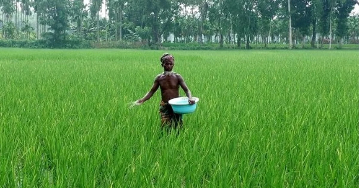 সিরাজগঞ্জে সার সংকট নেই বলছে কৃষি বিভাগ, ডিলারদের দ্বারে দ্বারে কৃষকের হাহাকার