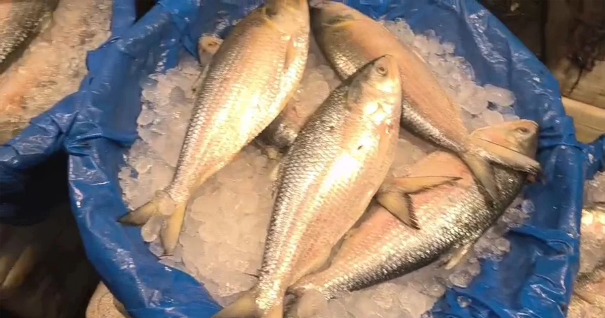 ডিজিটাল মেশিনে রশি বেঁধে ইলিশের ওজনে কারচুপি