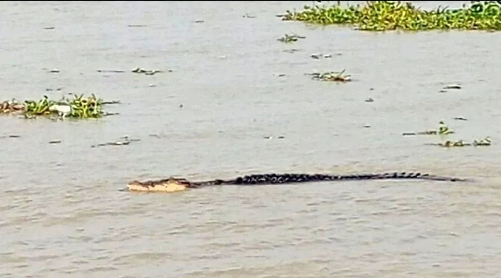 বলেশ্বরের চরে গাভী শিকারে কুমির, শরণখোলায় আতঙ্ক