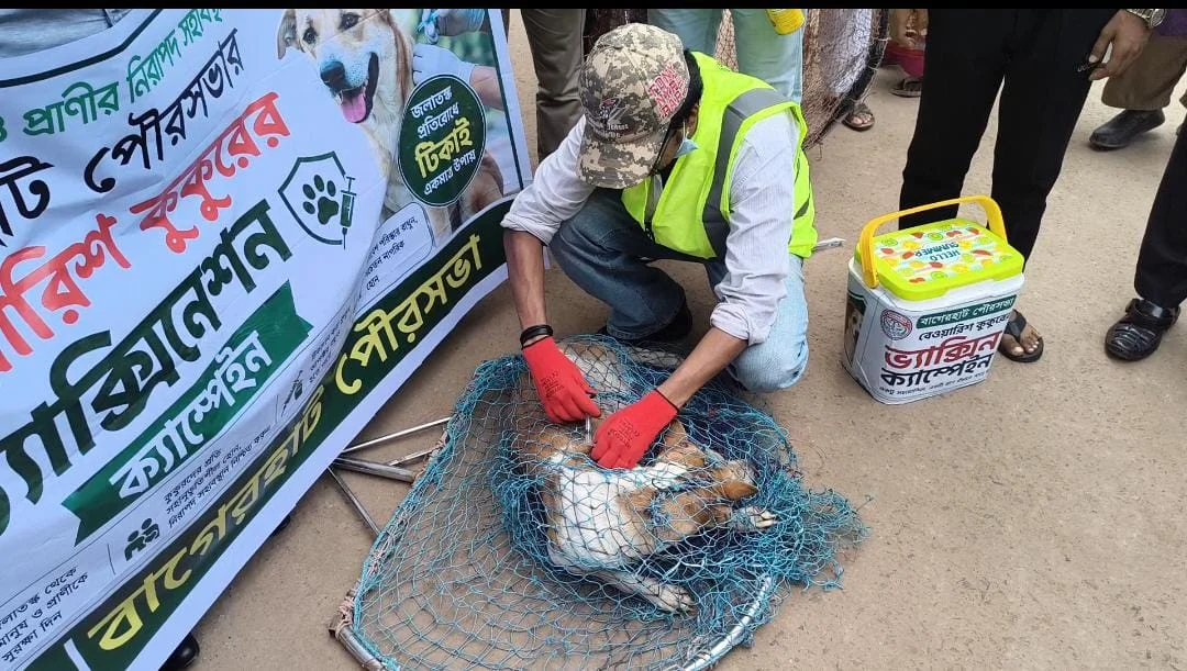 কুকুর নিধন নয় টিকাদানে সমাধান: বাগেরহাটে জলাতঙ্কের ভ্যাকসিন কর্মসূচি শুরু
