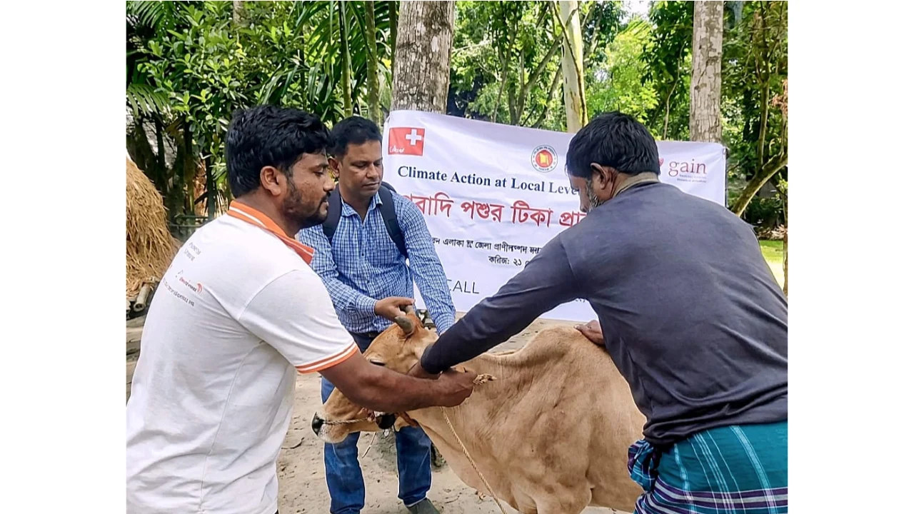 দেওয়ানগঞ্জে গবাদিপশুকে বিনামূল্যে টিকা দিল উন্নয়ন সংঘ