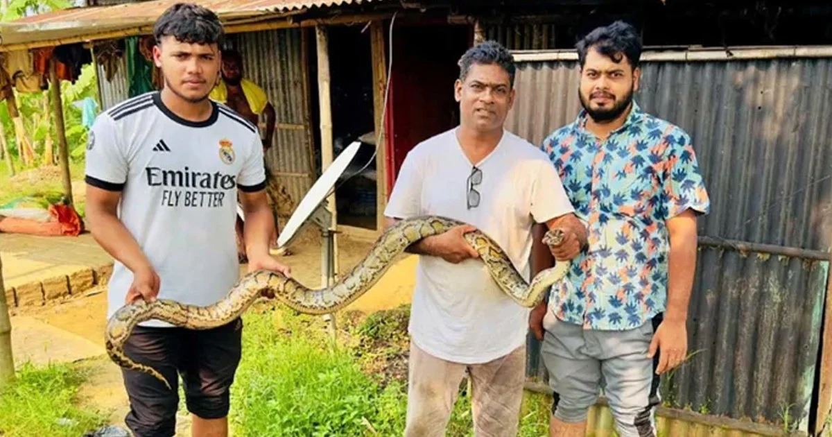 রউয়া বিলে অক্ষত উদ্ধার হলো অজগর