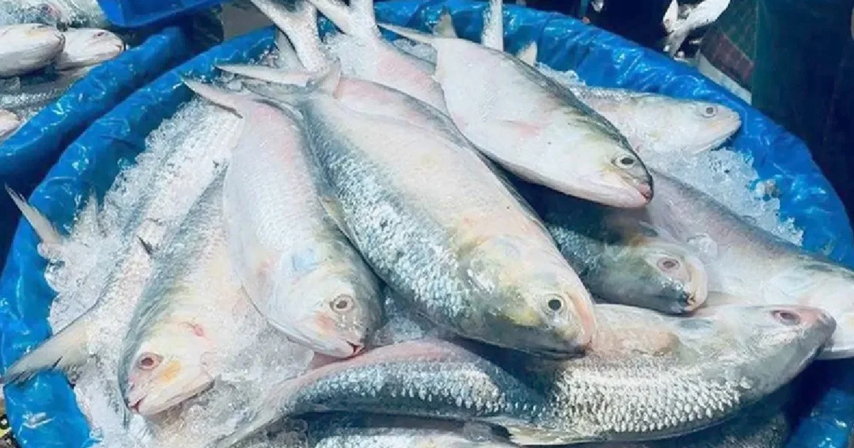 ইলিশের উৎপাদন বাড়াতে জোরালো উদ্যোগ সরকারের