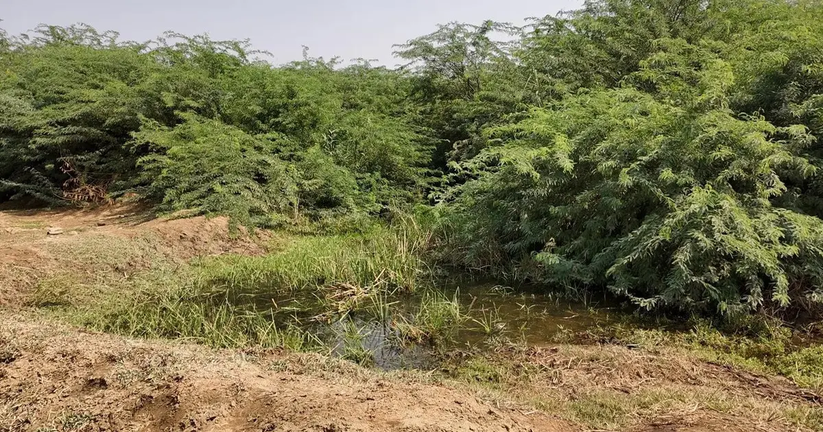 আরবের বুকে সবুজের ছোঁয়া, ওয়াদি হালিয়াহর মনোমুগ্ধকর গ্রামীণ দৃশ্য