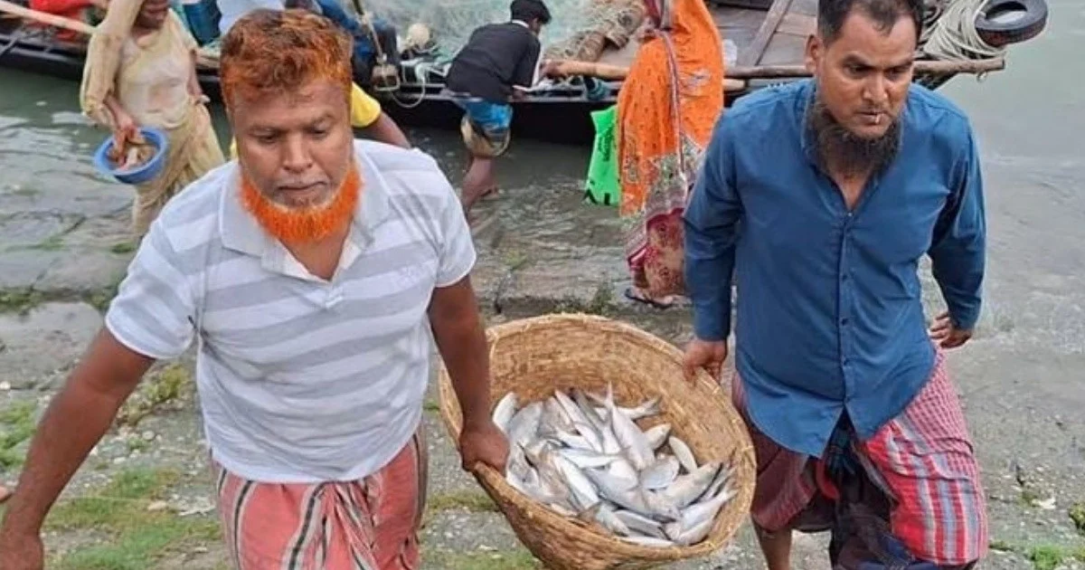 ইলিশ ধরতে পদ্মা-মেঘনায় জেলেদের ভিড়