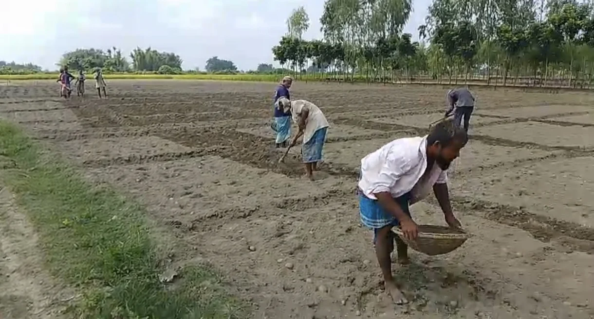 শীতকালীন সবজি চাষে ব্যস্ত রাণীশংকৈলের কৃষকরা