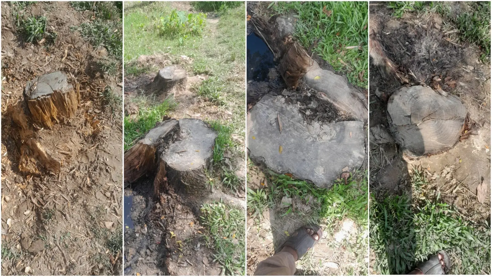 সরকারি মাঠের গাছ কাটার অভিযোগ অধ্যক্ষের বিরুদ্ধে, তদন্ত কমিটি গঠন