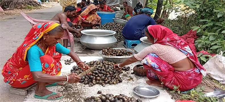 শার্শায় শামুক বিক্রি করেই জীবিকা নির্বাহ করছেন তিন শতাধিক দরিদ্র পরিবারের সদস্যরা