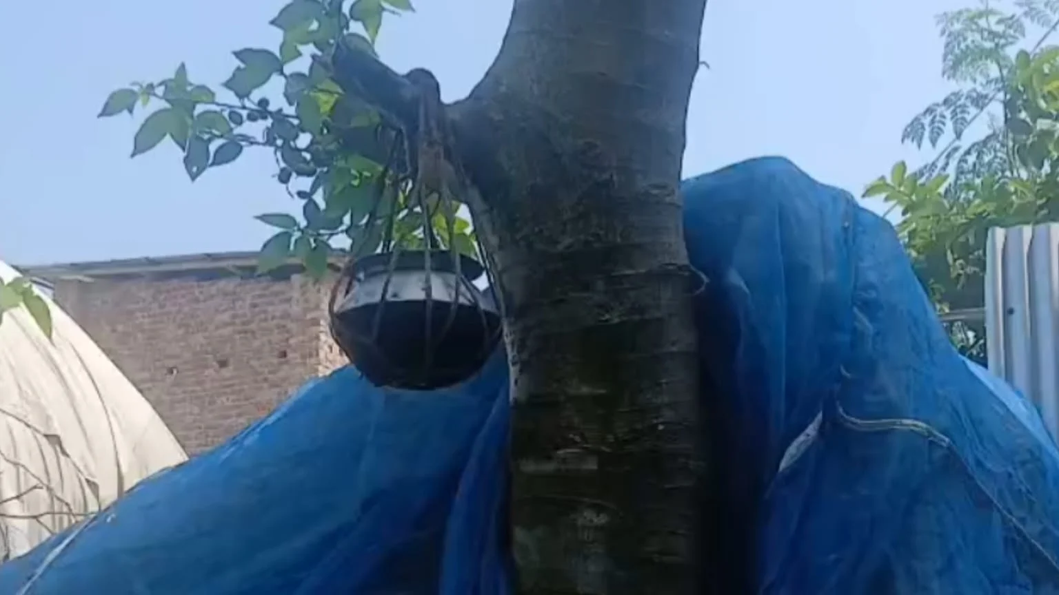 নাটোরে ডুমুর গাছের কাটা ডালে বাঁধা হাঁড়ি-পাতিল, রস পান করলেই রোগমুক্তির বিশ্বাস