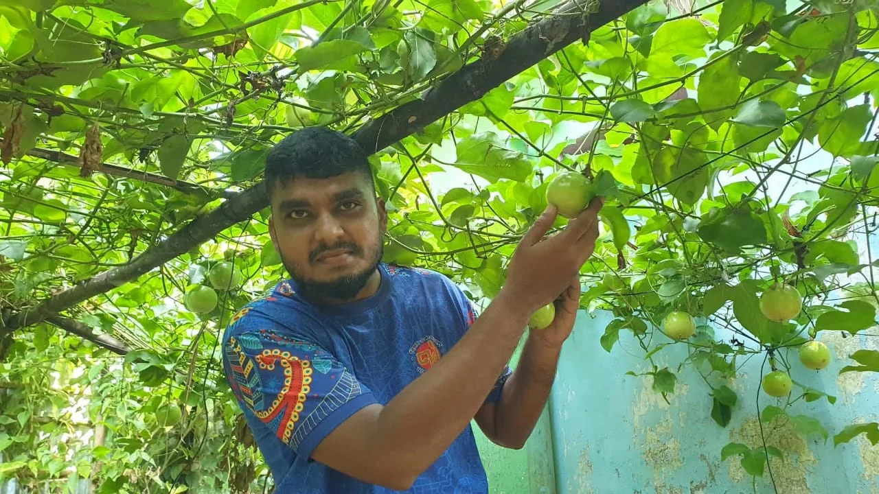 রুহিয়ায় প্যাশন ফ্রুট চাষে চমক সেনাসদস্য রিমুনের