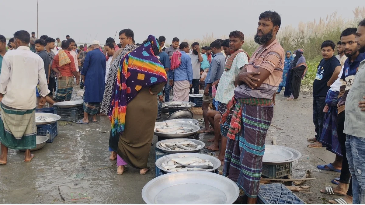 নিষেধাজ্ঞার মধ্যেই পদ্মায় ইলিশ নিধন, নদীপাড়ে হাট বসিয়ে প্রকাশ্যে বিক্রি