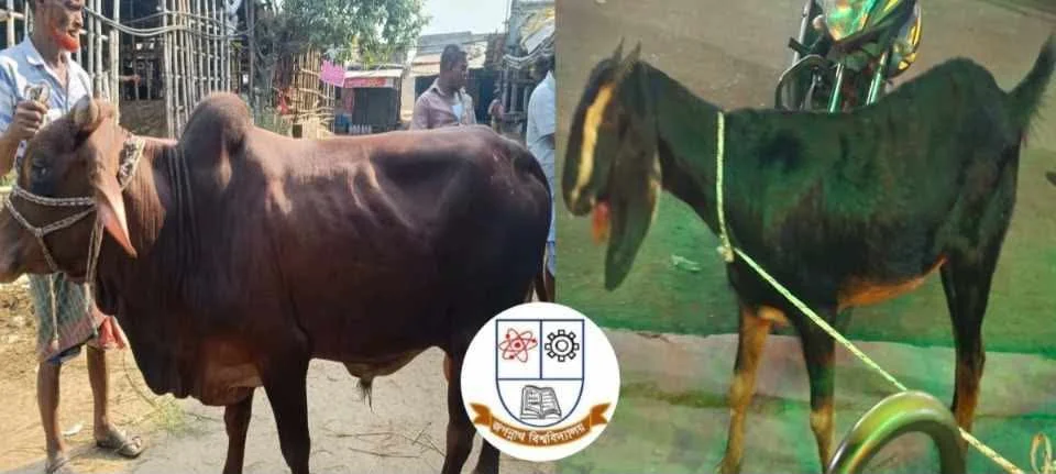 সম্প্রীতির বার্তায় জবিতে গরুর সঙ্গে খাসিও কিনলেন শিক্ষার্থীরা