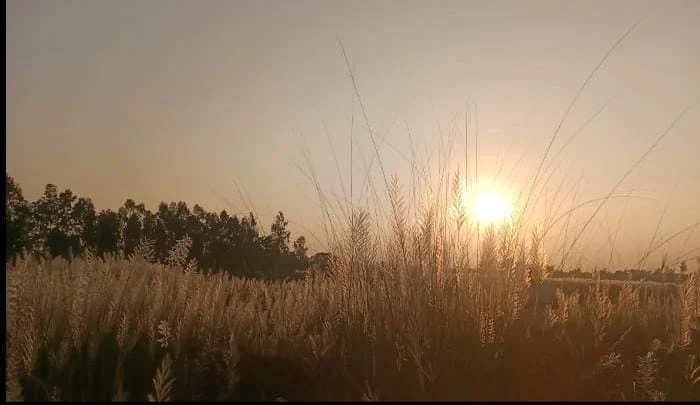 কাশফুলের শুভ্রতায় মুগ্ধ মিঠাপুকুরের যমুনেশ্বরী নদীর চর