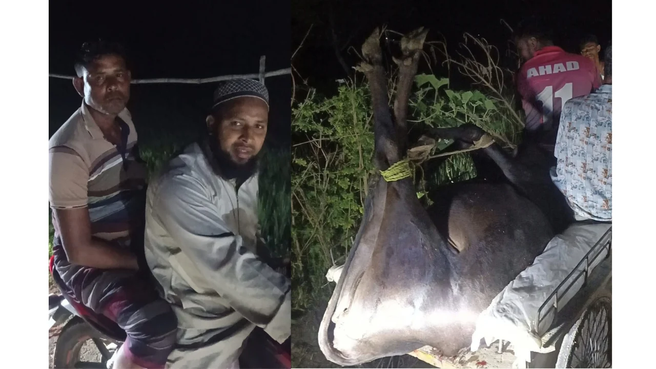 রাতের আঁধারে অসুস্থ গরু জবাই, চারজনকে জরিমানা