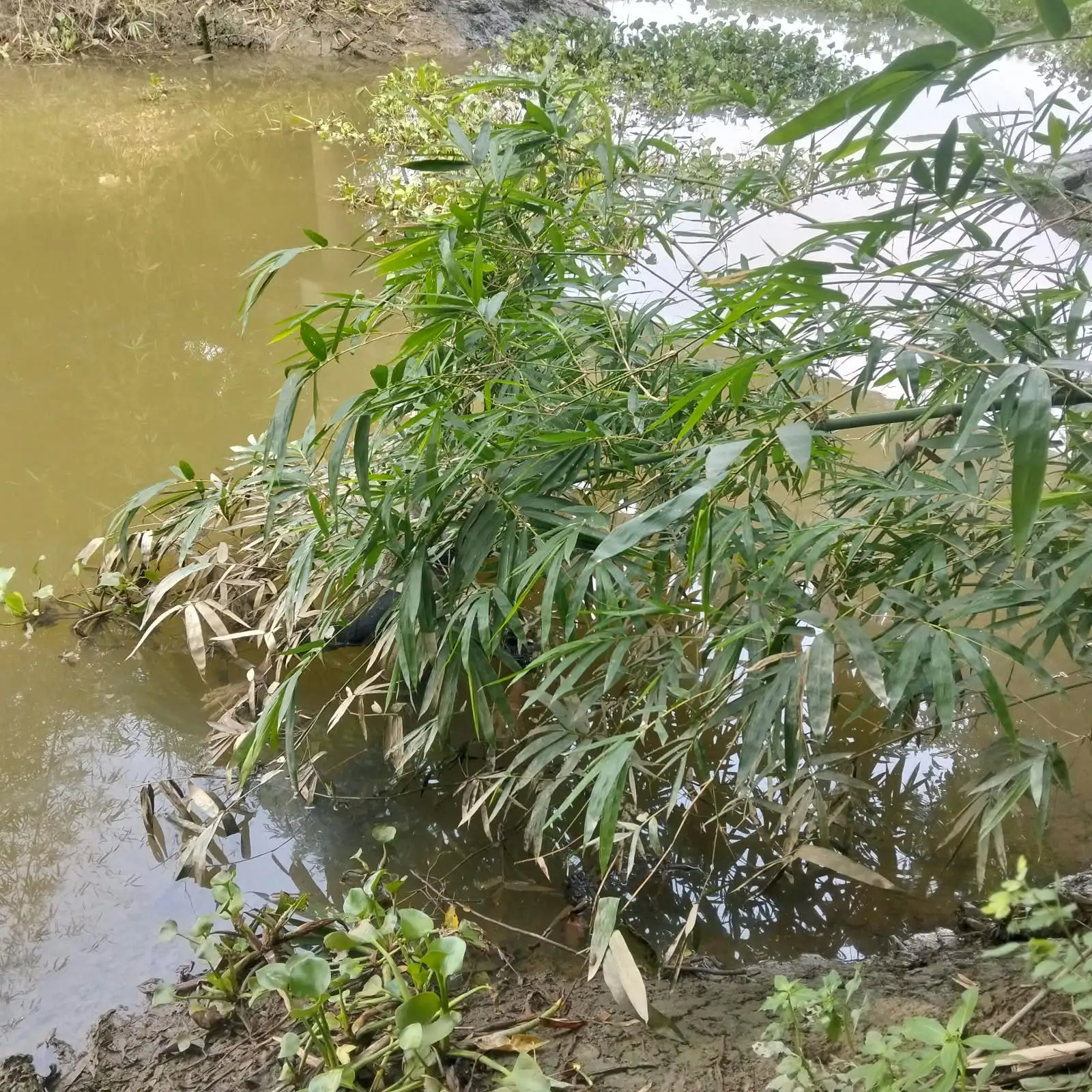 খাল থেকে অজ্ঞাত নারীর লাশ উদ্ধার