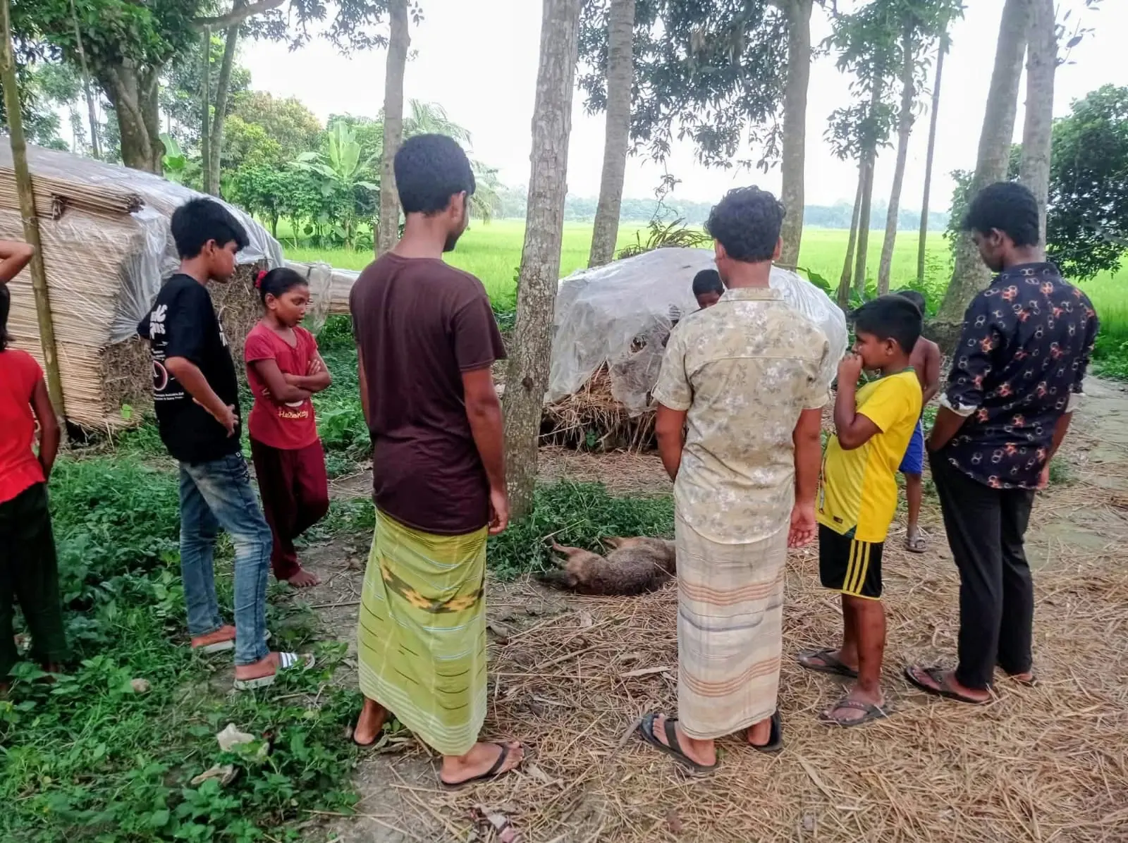 পাবনায় পাগলা শিয়ালের কামড়ে নারী-শিশুসহ ১১ জন আহত