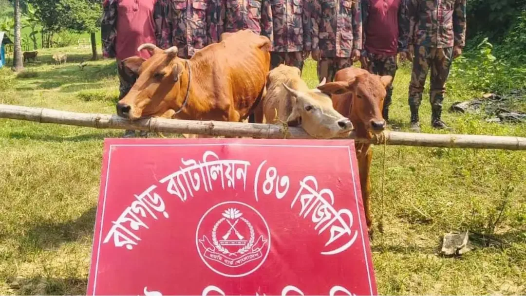 মিরসরাই সীমান্তে ৩ ভারতীয় গরু জব্দ, পালিয়ে গেল চোরাকারবারিরা