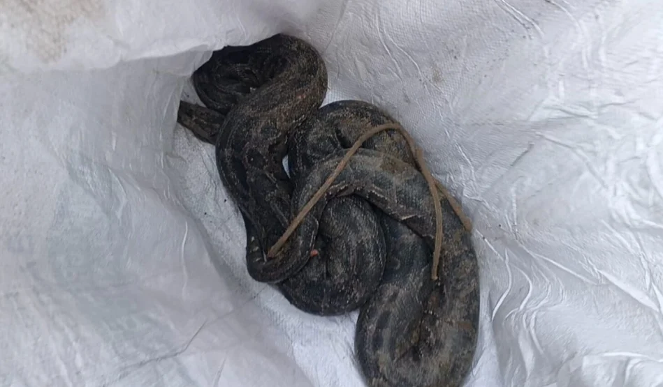 তেঁতুলিয়ায় ১৩ দিনের ব্যবধানে দ্বিতীয় বার্মিজ অজগর উদ্ধার, উৎস নিয়ে কৌতূহল